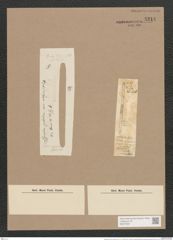 Synedra ulna var. obtusa (W. Sm.) V. H. (de-Toni-Nr.: Genus 66, Species 2584) Zeichnungen Sammlung Grunow Nr. 5214 (NHMW-BOT-W0373581)